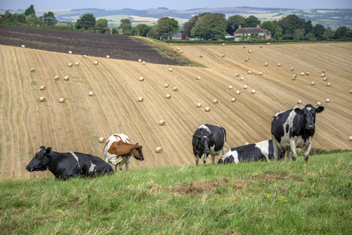 Bovine TB hits cattle in West Sussex