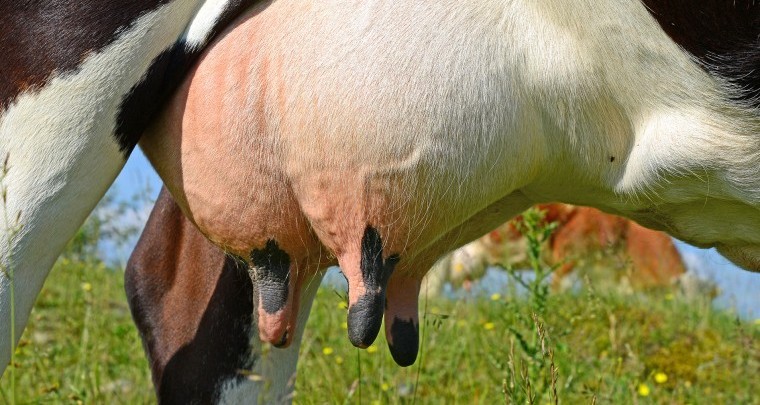 Rapid test cuts antibiotic use on organic dairy farms