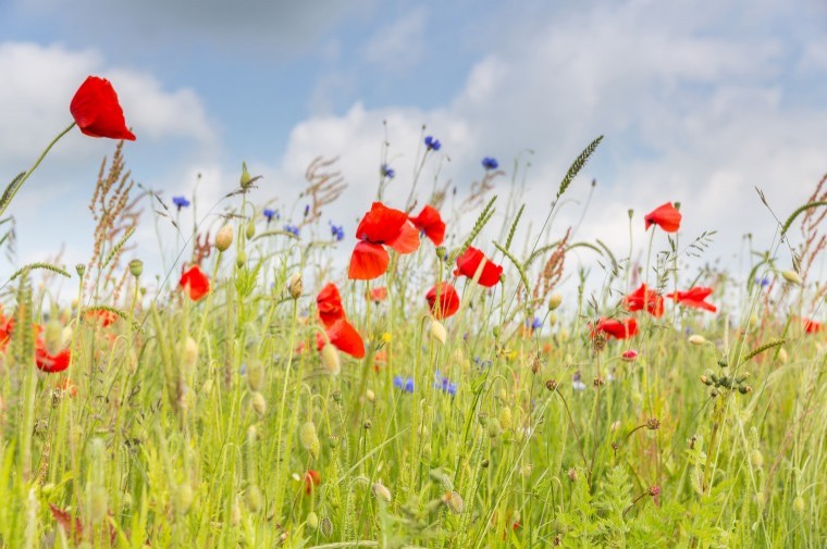 Farming Review - South East Farmer