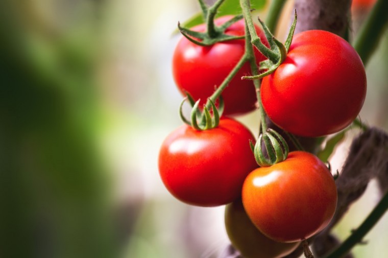 Diagnosing tomato root mat disease