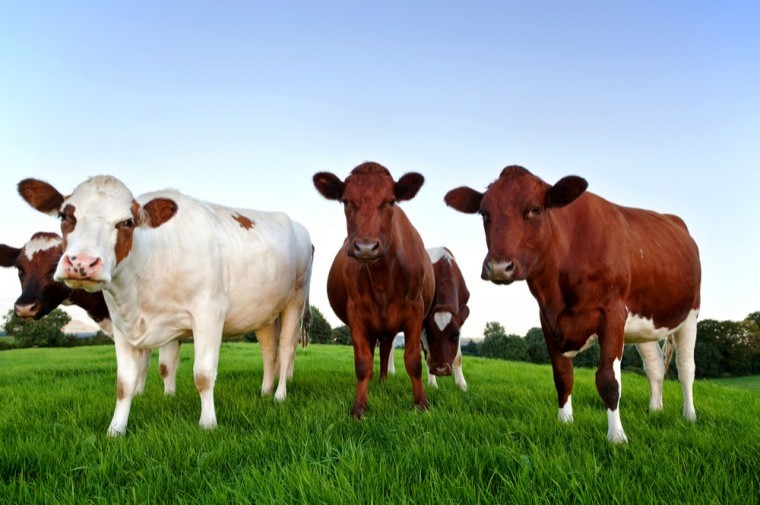 Selecting replacement heifers