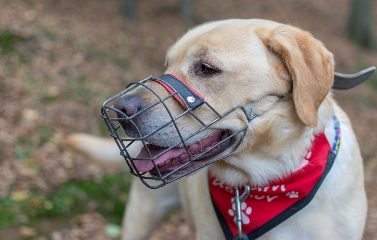 MPs debate dog worrying