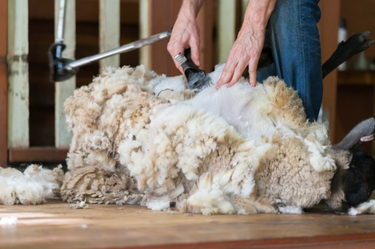 Sheep shearers on their way to UK