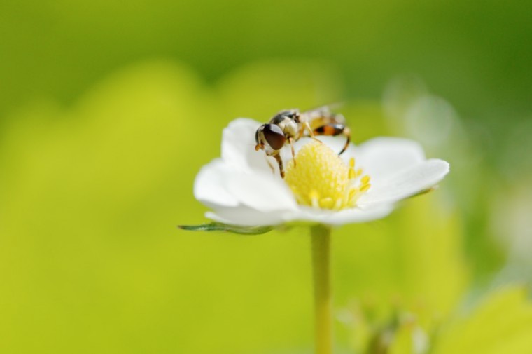 Farming hits flies which help strawberry growers