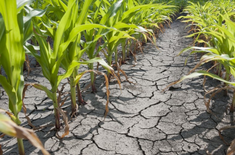 Calls to relax farming rules in drought