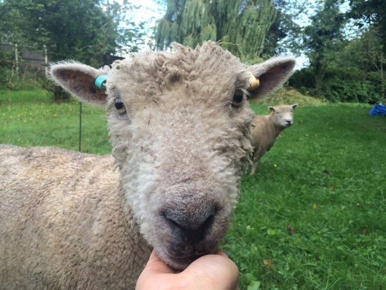 Society celebrates the sheep industry