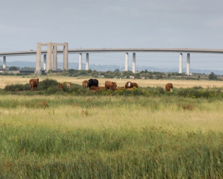 From field to fork