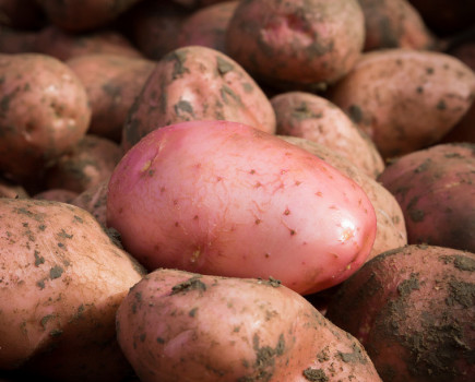 Knowing the origin of every potato sold