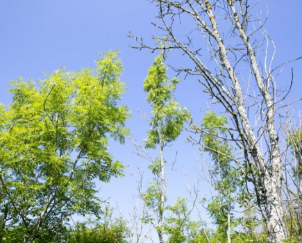 Woodland Trust helps landowners to tackle tree disease in the Kent Downs