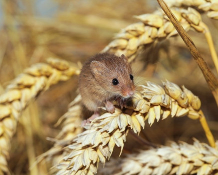 Rare mice found after farms join forces