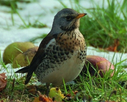 Big Farmland Bird Count 2018 results