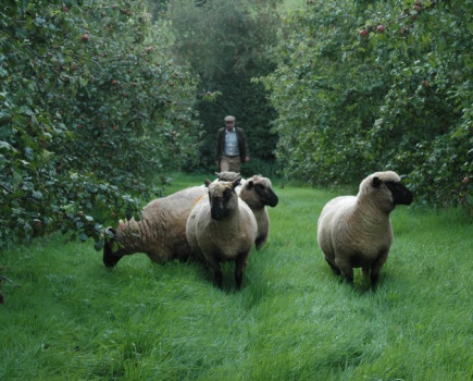 New conference highlights how agroforestry can boost productivity