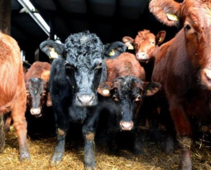 £6m allocated to vets to contain cattle disease