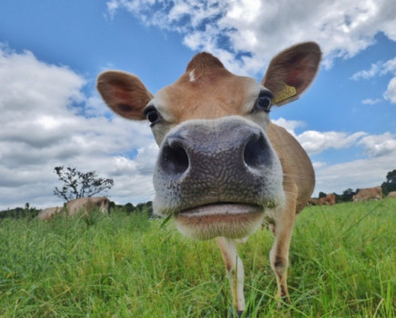 TB testing suspends raw milk sales