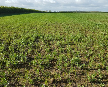 Plant teams give farmers a boost in intercropping field lab