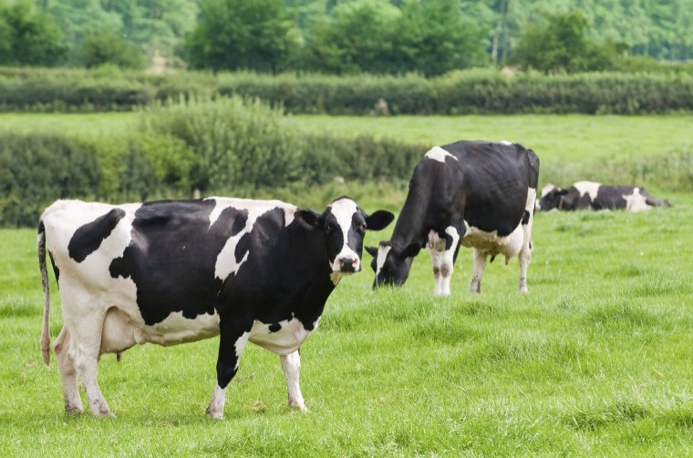 Don’t underestimate the importance of dry cow management