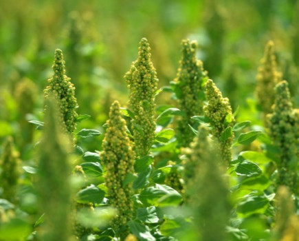 Processing agreement set to boost domestic quinoa crop