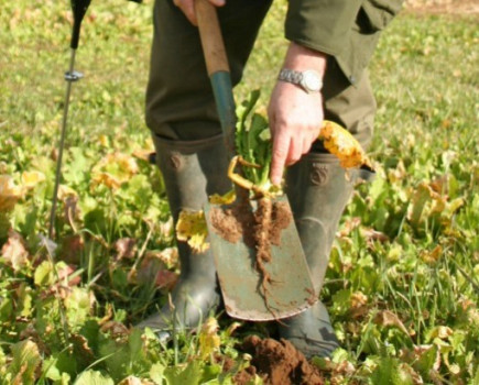 Farmers see benefits of cover crops