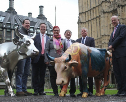 Cow parade leads to new festival