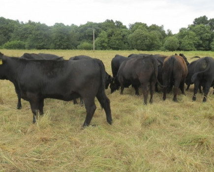 Wonder crop helps farms to survive drought