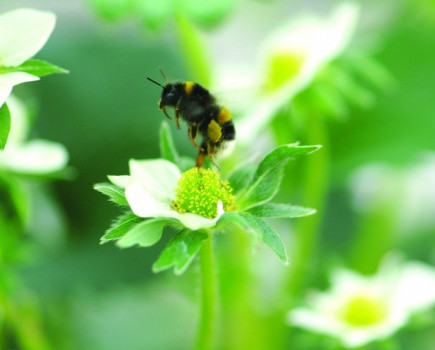 Flower strips can boost bee numbers