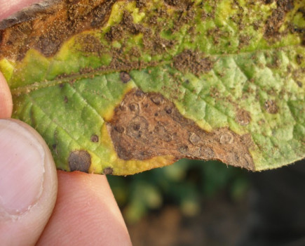 Alternaria protection to save green leaf area