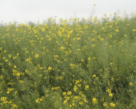 Sclerotinia infection risk alerts return for 2019