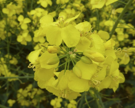 Survey confirms high levels of TuYV infection in oilseed rape crops across the UK