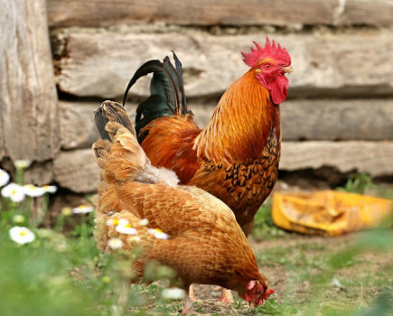 Stop your chickens suffering from pesky Red Mite