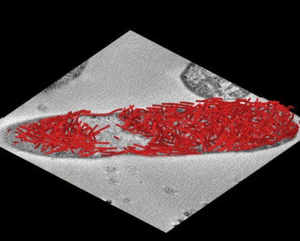 Bacteria development marks new era in cellular design