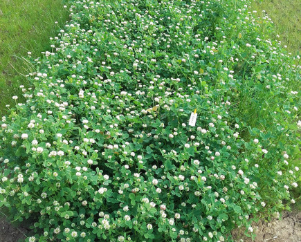 High biomass clover offers new land recovery option