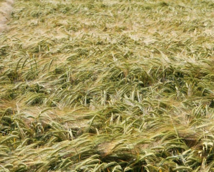 New winter barley varieties set to rival old favourites