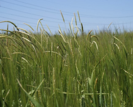 Leave dry soils alone to degrade black-grass threat