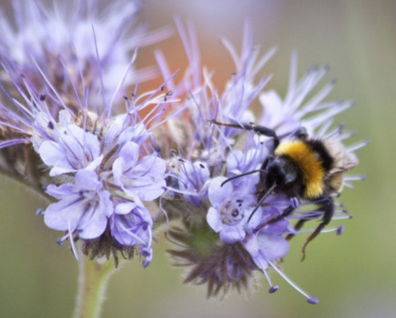 Mustard farmers join forces to protect British honey bees