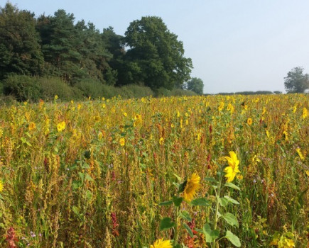 Count on Bees‘n’Seeds to increase farmland bird numbers