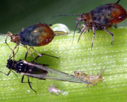 Warm winter primes aphids for early flights