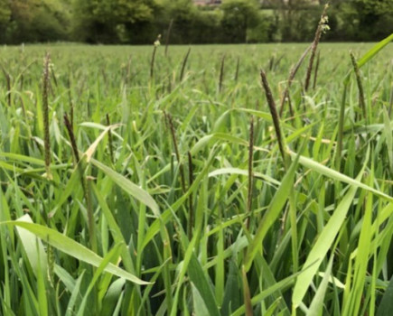 Three new black-grass herbicides in development