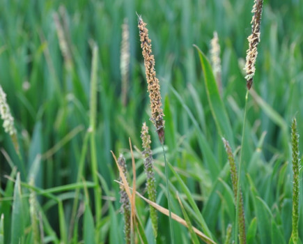 Don’t neglect delaying drilling to reduce blackgrass