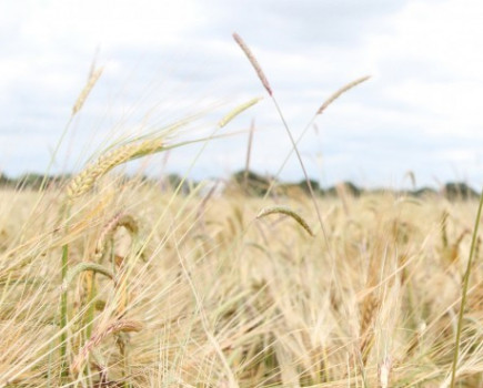 Giant black-grass requires lock stock approach