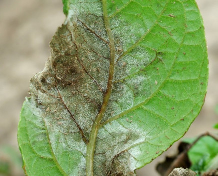 New blight strain requires fresh approach to control