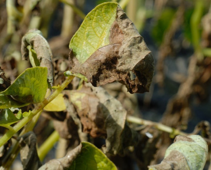 Desiccation timing to manage tuber size