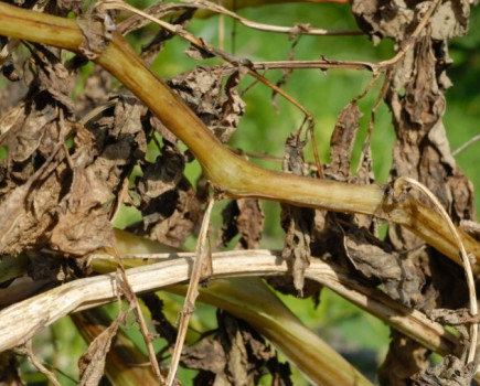 Fast desiccation cuts tuber blight spread