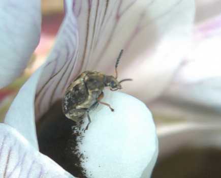 Break bruchid egg laying cycle