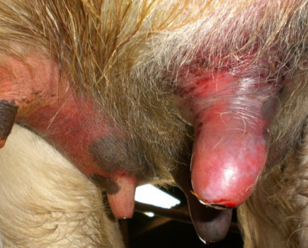 Mastitis and milk quality myths dispelled