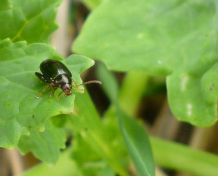 Scientists looking for Cabbage Stem Flea Beetles