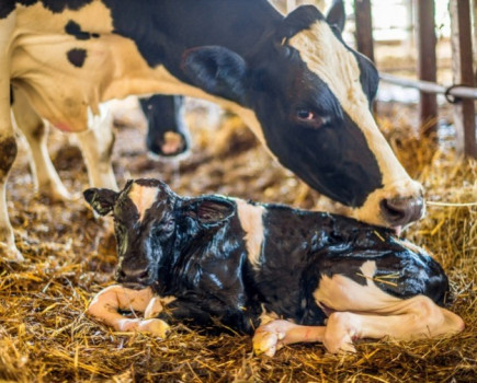 Dairy farmers urged to safeguard the next generation