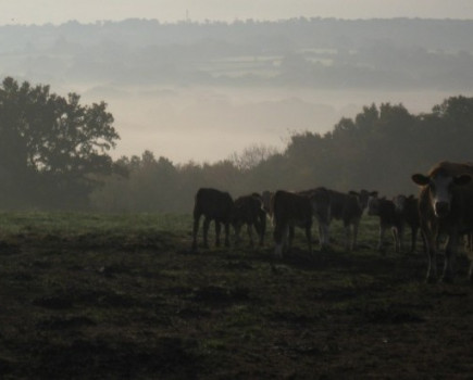 Restocking the Weald