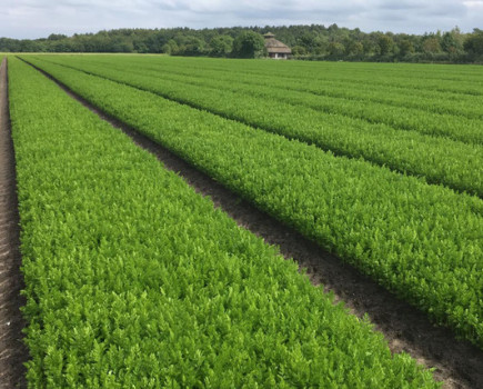 Maintain disease vigilance to point of carrot harvest