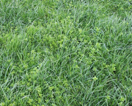 Stop chickweed taking over the grass in fields this spring