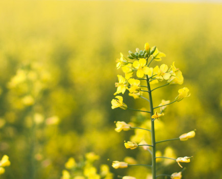 New scheme means growers won’t pay for failed OSR